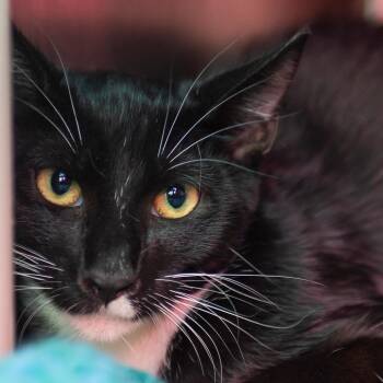 Freya -  Domestic Short Hair Cat for Adoption in Middletown, Rhode Island - Freya | PetCurious