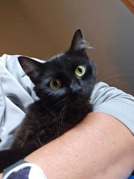 Maleficent -  Domestic Long Hair Cat for Adoption in Hagaman, New York - Maleficent | PetCurious