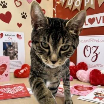 Domestic Medium Hair Cats Available for Adoption - Oz | PetCurious