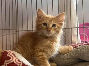 Nala -  Domestic Short Hair Cat for Adoption in Cleveland, Ohio - Nala | PetCurious