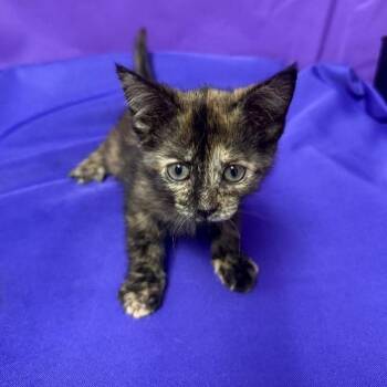Grape -  Domestic Short Hair Cat for Adoption in North Myrtle Beach, South Carolina - Grape | PetCurious
