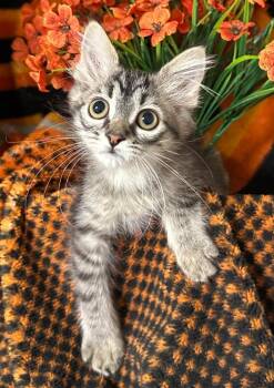 3/16/26 - Miranda -  Domestic Short Hair Cat for Adoption in Stillwater, Oklahoma - 3/16/26 - Miranda | PetCurious