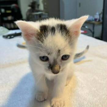 Domestic Short Hair Cats Available for Adoption in Harrisonburg, Virginia - Lanie | PetCurious