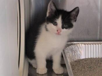 Rescue Domestic Short Hair Cats for Adoption in Tustin, California - KENNIE | PetCurious