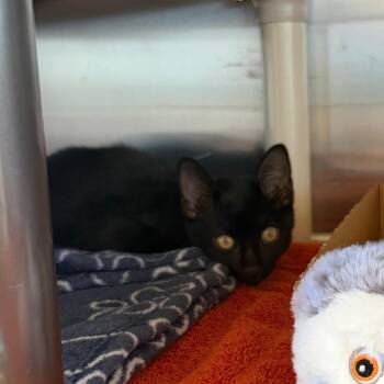 Dove -  Domestic Short Hair Cat for Adoption - Dove | PetCurious