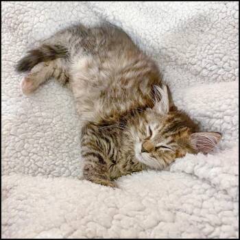 Winnamine -  Domestic Medium Hair Cat for Adoption in Roswell, Georgia - Winnamine | PetCurious