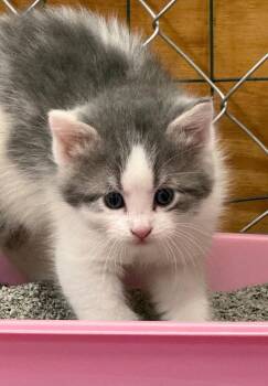 Domestic Short Hair Cats Available for Adoption in Williamsburg, Iowa - Samson (Available 5/29/26) | PetCurious