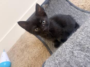 Fire Cracker -  Domestic Short Hair Cat for Adoption in Fruit Heights, Utah - Fire Cracker | PetCurious