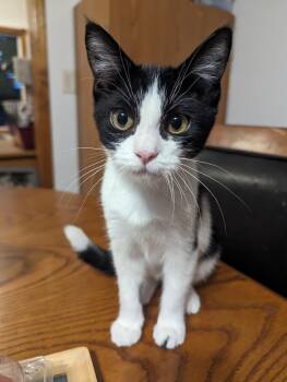 Rescue Domestic Short Hair Cats for Adoption - Indie | PetCurious