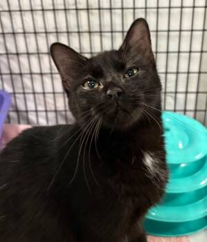 Bernadine -  Domestic Short Hair Cat Available for Adoption in Raleigh, North Carolina - Bernadine | PetCurious