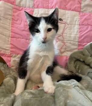 Rescue Tuxedo Cats for Adoption in Southern Pines, North Carolina - Patches O