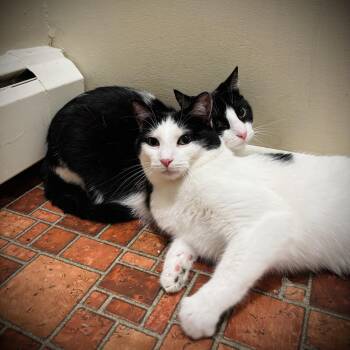 Travis & Trevor -  Domestic Short Hair Cat for Adoption in Buffalo, New York - Travis & Trevor | PetCurious