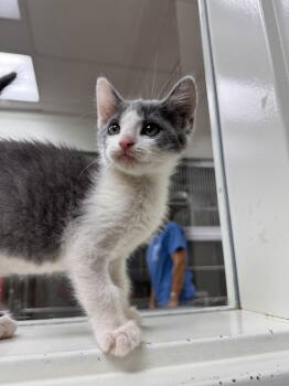 Rescue Domestic Short Hair Cats for Adoption in Brick Township, New Jersey - Leo | PetCurious