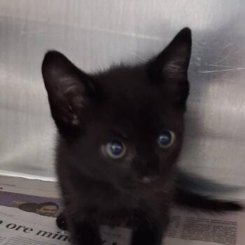 Mongo -  Domestic Short Hair Cat for Adoption in Auburn, Alabama - Mongo | PetCurious
