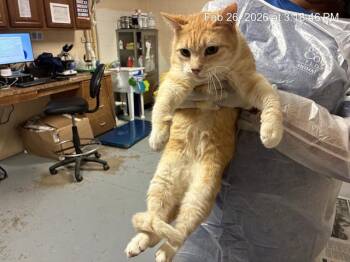 Domestic Short Hair Cats Available for Adoption - A360119 | PetCurious