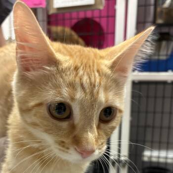 Neroli -  Domestic Short Hair Cat for Adoption in Santa Fe, New Mexico - Neroli | PetCurious