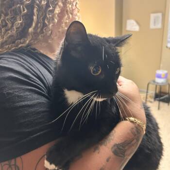Binx -  Domestic Short Hair Cat for Adoption in Myerstown, Pennsylvania - Binx | PetCurious