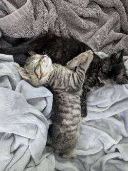 One Million Bucks -  Domestic Short Hair Cat for Adoption in Westland, Michigan - One Million Bucks | PetCurious