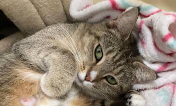 Domestic Short Hair Cats Available for Adoption in Hudson, New Hampshire - Katie | PetCurious