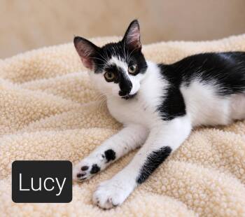 Miss Lucy -  Domestic Short Hair Cat for Adoption in Kansas City, Missouri - Miss Lucy | PetCurious
