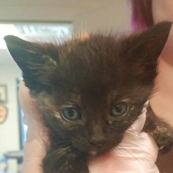 Piper -  Domestic Short Hair Cat for Adoption in Las Vegas, Nevada - Piper | PetCurious