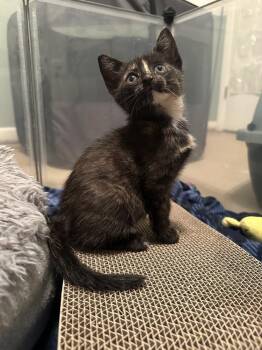 Alexis Rose -  Domestic Short Hair Cat for Adoption in Ferndale, Michigan - Alexis Rose | PetCurious