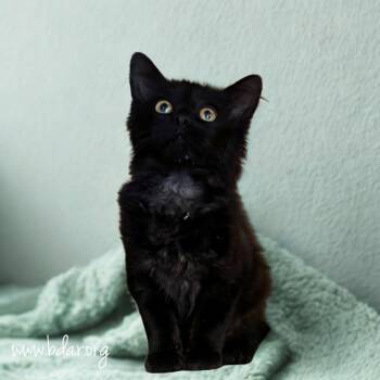 Fangs -  Domestic Long Hair Cat for Adoption in Cheyenne, Wyoming - Fangs | PetCurious