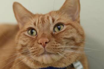 Rowdy -  Domestic Short Hair Cat for Adoption in Hot Springs, Arkansas - Rowdy | PetCurious