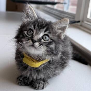 Rory -  Domestic Short Hair Cat for Adoption in Franklin, Tennessee - Rory | PetCurious