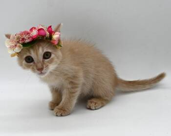 Lemon Drop -  Domestic Medium Hair Cat for Adoption in Mobile, Alabama - Lemon Drop | PetCurious