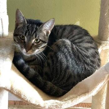 Domestic Short Hair Cats Available for Adoption in Toms River, New Jersey - Reese | PetCurious