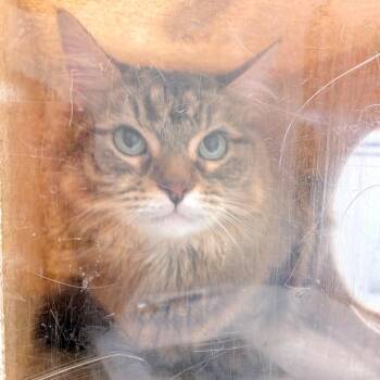 Puma -  Domestic Long Hair Cat for Adoption in Philadelphia, Pennsylvania - Puma | PetCurious