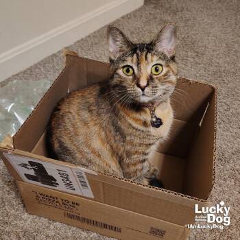 Lil Bitsy -  Domestic Short Hair Cat for Adoption in Washington, District Of Columbia - Lil Bitsy | PetCurious