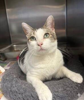 Brady -  Domestic Short Hair Cat for Adoption in Bridgewater, New Jersey - Brady | PetCurious