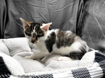A121888 -  Domestic Short Hair Cat for Adoption in Grovetown, Georgia - A121888 | PetCurious
