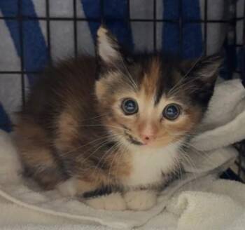 Jacqueline -  Domestic Short Hair Cat for Adoption in Honolulu, Hawaii - Jacqueline | PetCurious
