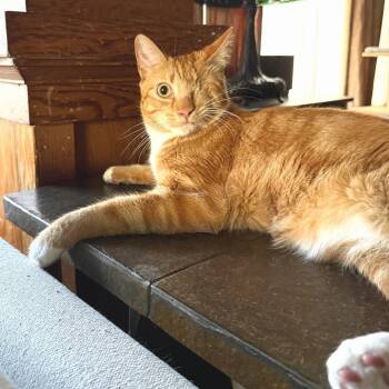 Sir Dudley -  Domestic Medium Hair Cat for Adoption in Lakewood, California - Sir Dudley | PetCurious