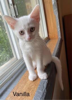 Vanilla -  Domestic Short Hair Cat for Adoption in Shakespeare, Ontario - Vanilla | PetCurious
