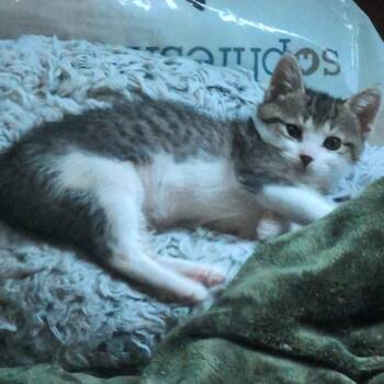 Jay -  Domestic Short Hair Cat for Adoption in Chicago, Illinois - Jay | PetCurious