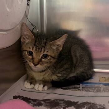 Paprika -  Domestic Medium Hair Cat for Adoption in Milton, Florida - Paprika | PetCurious