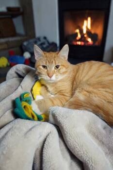 Domestic Short Hair Cats Available for Adoption in Champaign, Illinois - Blossom | PetCurious