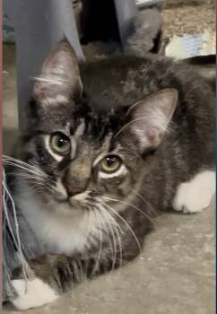 Nova -  Domestic Medium Hair Cat for Adoption in Baton Rouge, Louisiana - Nova | PetCurious