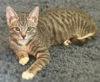 Rescue Domestic Short Hair Cats for Adoption in Ocean Springs, Mississippi - Hades | PetCurious