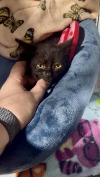 Rescue Bombay Cats for Adoption in Howell Township, New Jersey - Spooky Skeleton | PetCurious