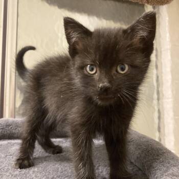 Rescue Domestic Short Hair Cats for Adoption in Wilmington, Delaware - Sandy | PetCurious