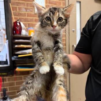 Nixie -  Domestic Medium Hair Cat for Adoption in Birmingham, Alabama - Nixie | PetCurious