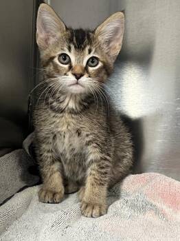 Domestic Short Hair Cats Available for Adoption in Labelle, Florida - Silky | PetCurious