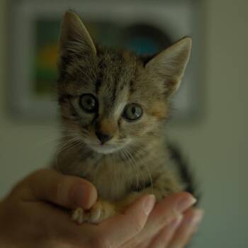 Fuji (Mountains) -  Domestic Short Hair Cat for Adoption in Charlotte, North Carolina - Fuji (Mountains) | PetCurious