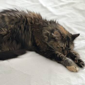Abby -  Domestic Long Hair Cat for Adoption in New York, New York - Abby | PetCurious