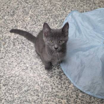 Markus -  Domestic Short Hair Cat for Adoption in Falls Church, Virginia - Markus | PetCurious